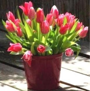 tulipánok a lepárláshoz