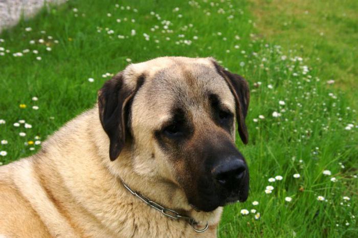 Gampr (Örmény Wolfhound): kutyatenyésztők fajta leírása, jellege és véleménye
