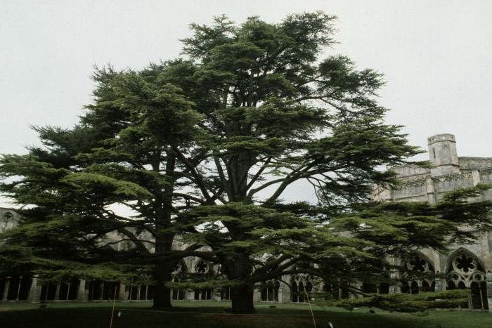 Libanon címer. Milyen fát ábrázol Libanon karján?