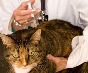 Ritka a macskában: a betegség tünetei és a megelőzés szükségessége